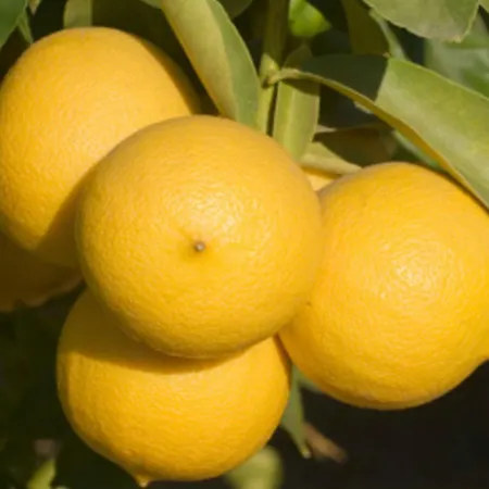 住宿加早餐酒店 Oikos *